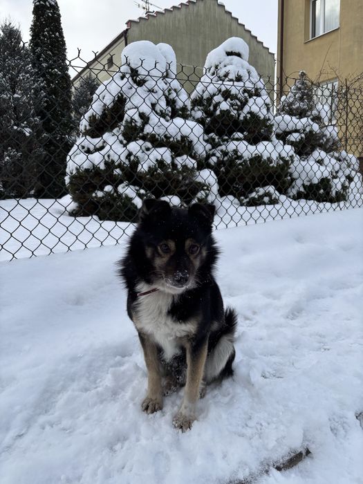Misiek szuka kochajacego domu!