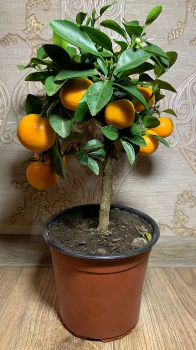 Каламондин   Цитрофортунелла