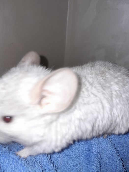 Дружелюбна  пухкенька ( сіра та біла] дівчинка