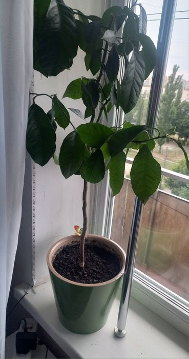 Лимонное дерево (Citrus limon) взрослое, больше 7 лет .Для плодов нужно привить.Кого заинтересовало  объявление пишите в ОЛХ., на звонки не отвечаю