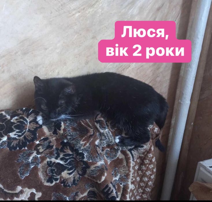 Котики в добрі руки!