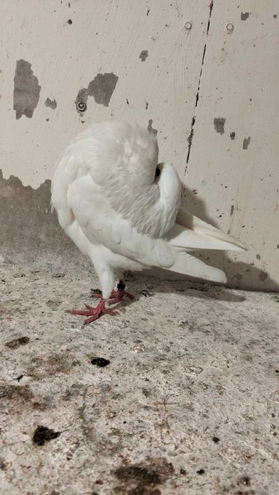 Garłacz amsterdamski samiec