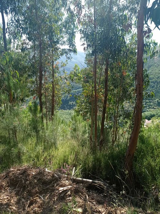 Pinhal com 1450 m2 situado no distrito de Coimbra, Arganil