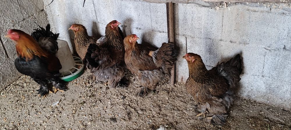 Ovos de galinha brahma perdiz.