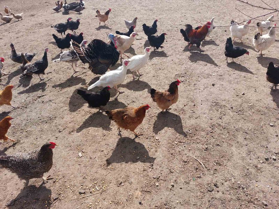 Продам кури домашні