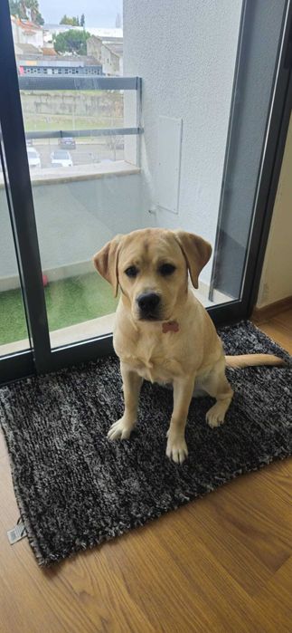 Cadela de Raça Pura com LOP - Muito doce e brincalhona