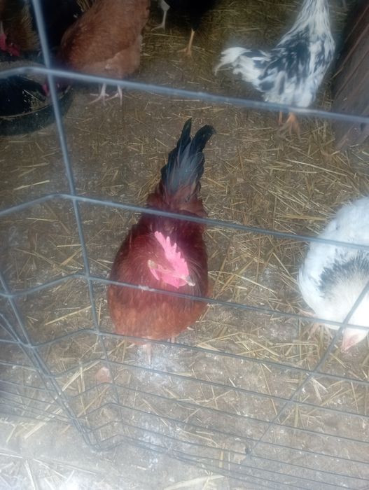 Koguty młode z lata różne gatunki