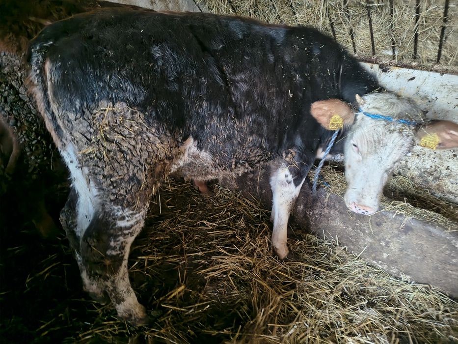 Sprzedam dwie jałówki mięsne 10 miesiecy