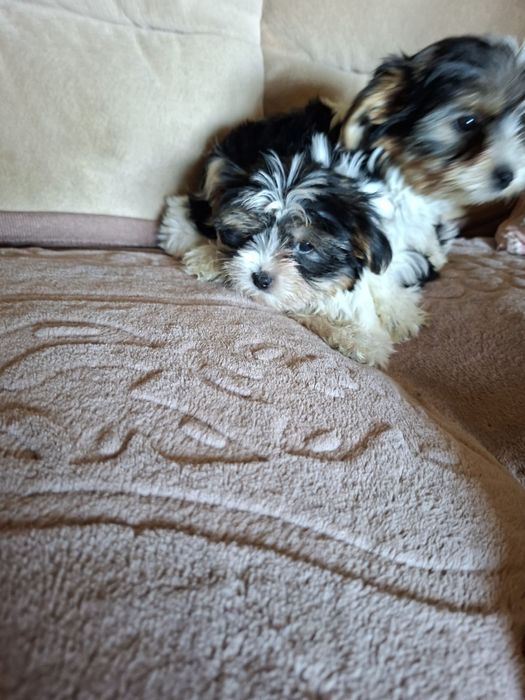 Yorkshire Terrier brewier dziewczynka