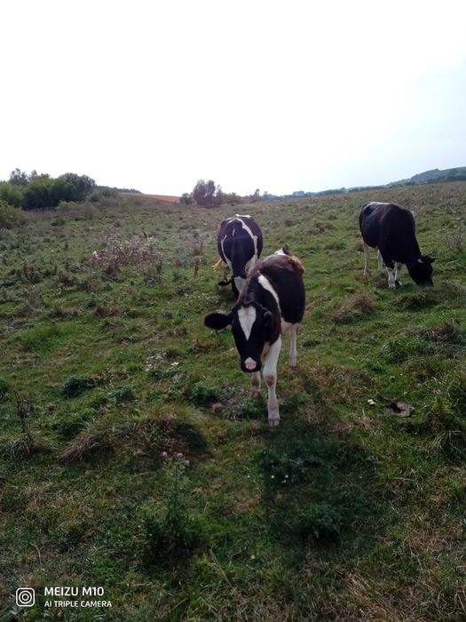 Продаю  дві телиці