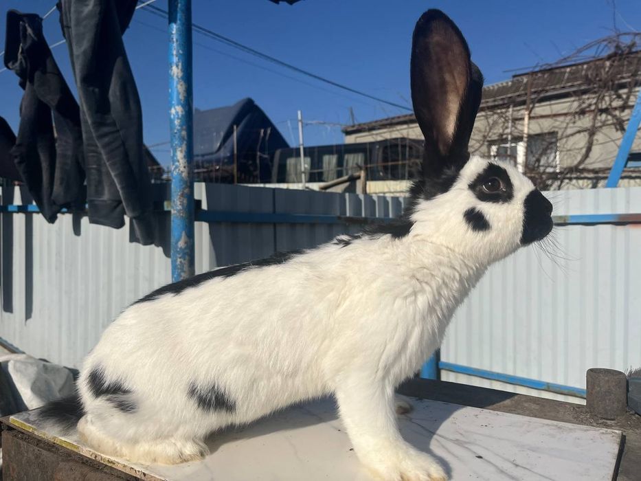 Німецький строкатий велетень
