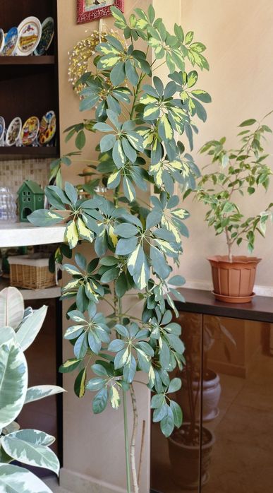 Шефлера, висотою 1.60 м