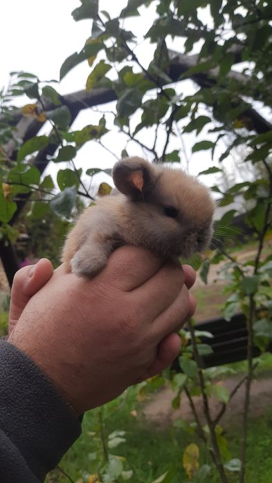 Sprzedam KRÓLIK baranki mini lopki