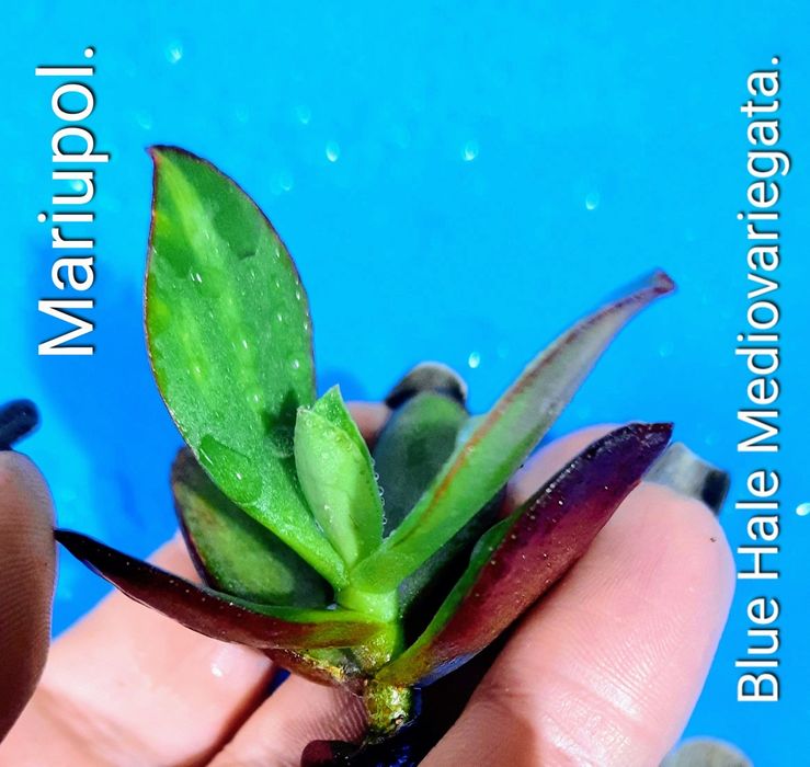 Редкие крассулы, толстянки, денежные деревья.