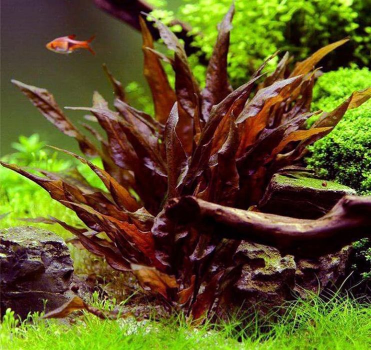 Криптокарина красная и зелёная Вендта