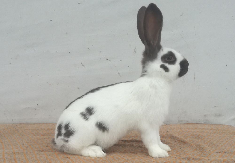 Немецкий строкач гавана