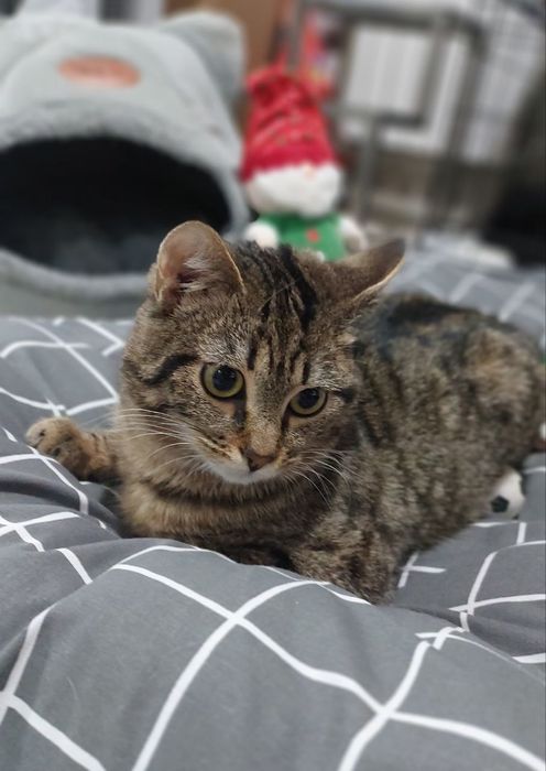 Котик в добрі ручки!