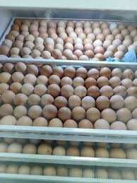 Продам інкубаційне яйце курей Гріз Бар.