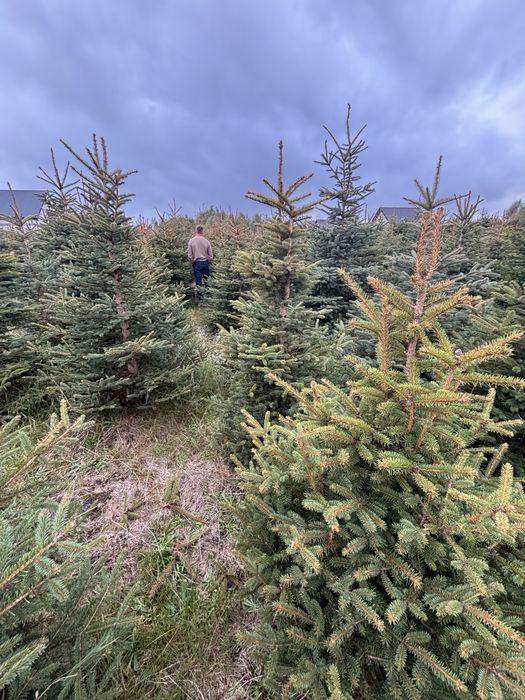 Choinki Swierk pospolity cena hurtowa