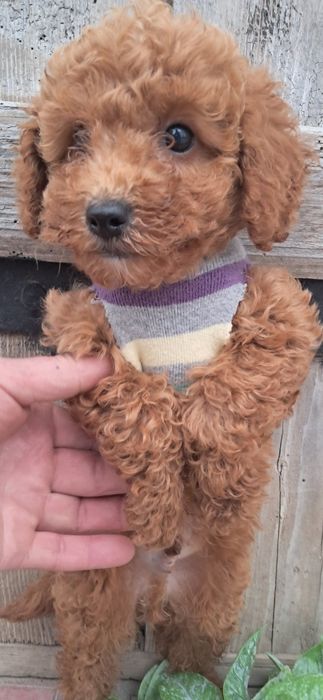 Я маленький попригунчик-той Пудель.