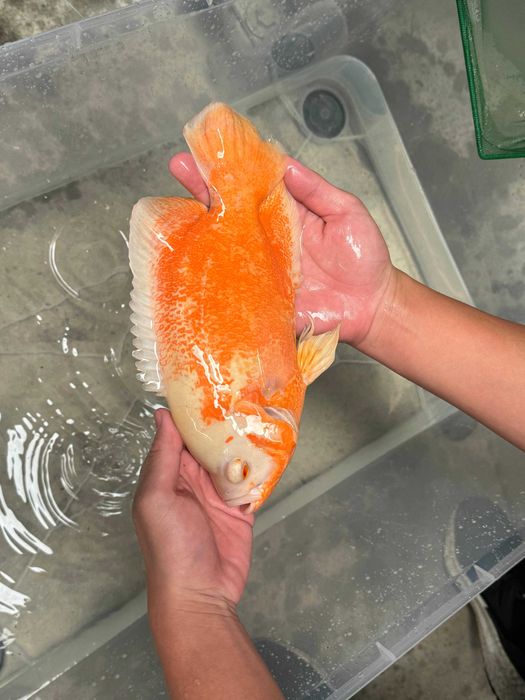 Peixe Oscar bronze, tigre