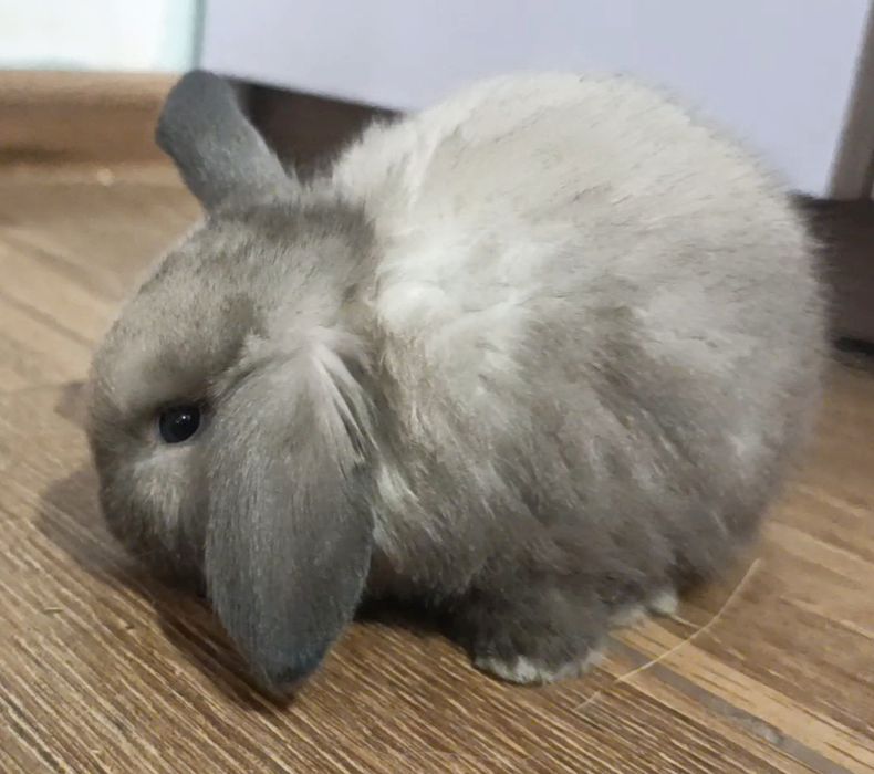 Мікро, кролик minilop