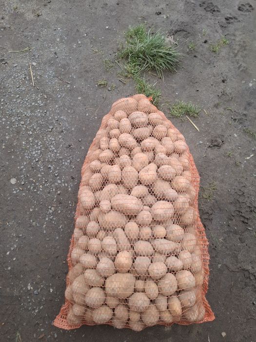 Ziemniaki odpadowe 30kg