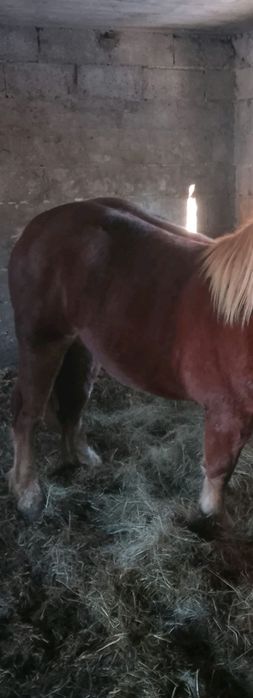 Konie, źrebaki i klacze