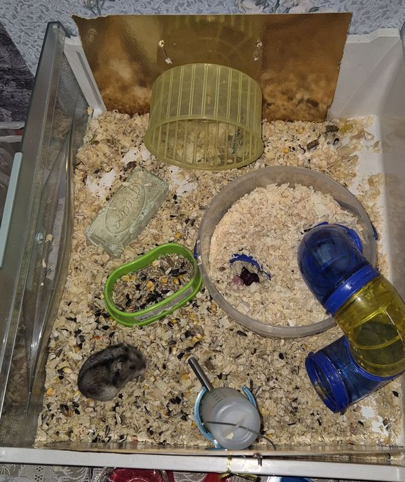 Джунгарик домашній