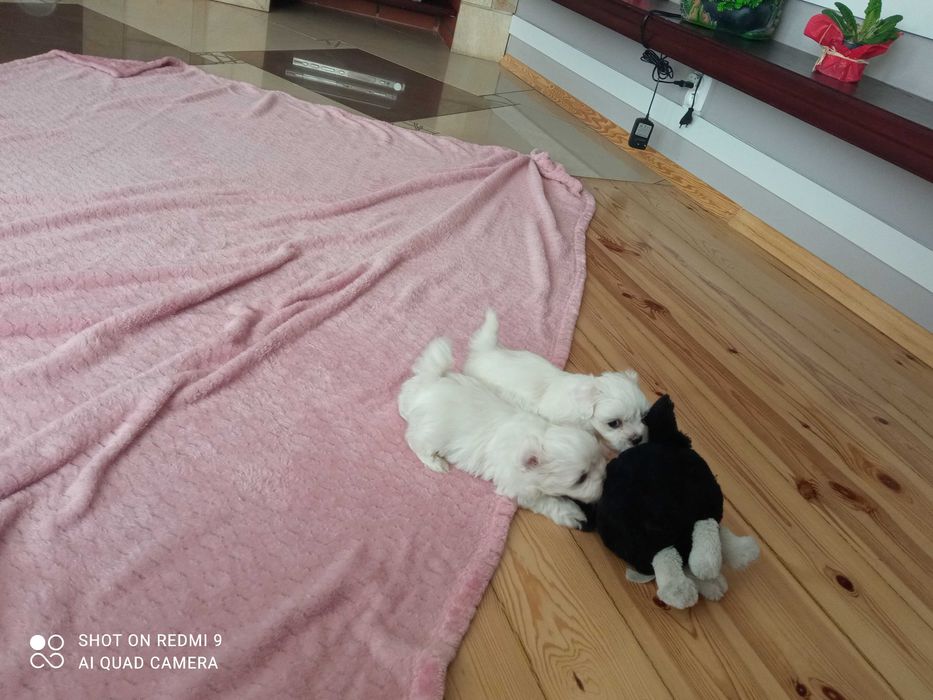 maltańczyki piesek i sunia