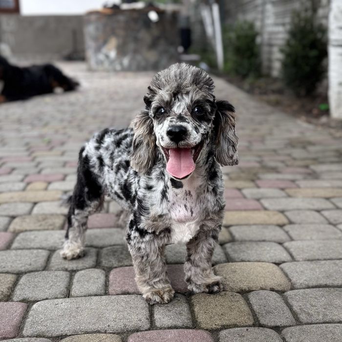 Ексклюзивний мармуровий хлопчик