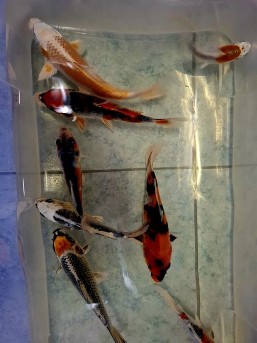 Carpas  koi  ...