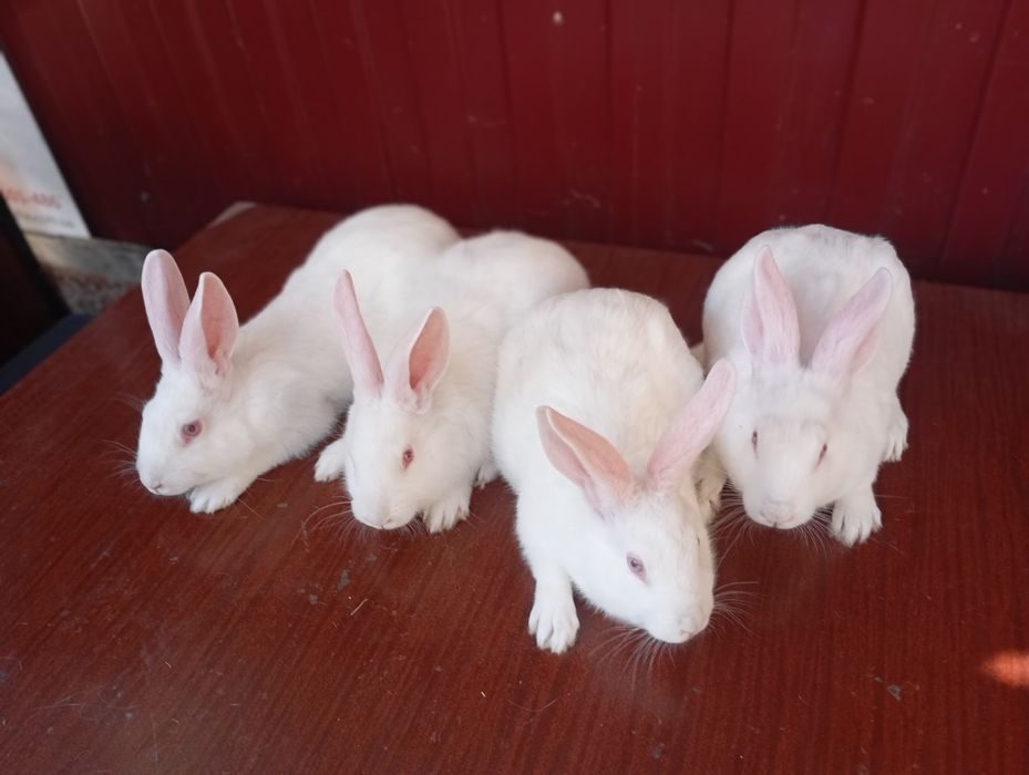 Термондська біла/ термони /кролі термонці/ термонська біла