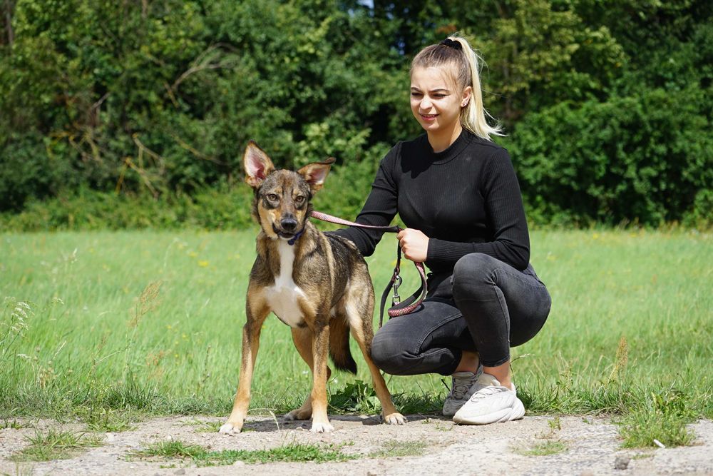Dżena - świetna, młoda sunia szuka domu