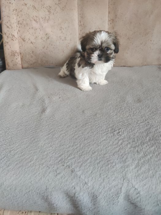 Śliczna sunia shih tzu
