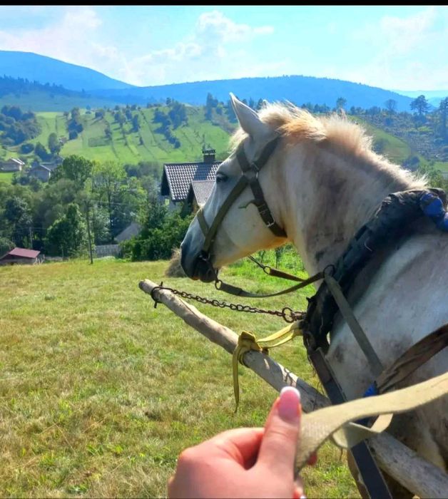 Продається кінь в селі Липовиця