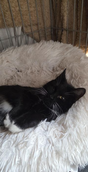 Kot kotka kotki koty