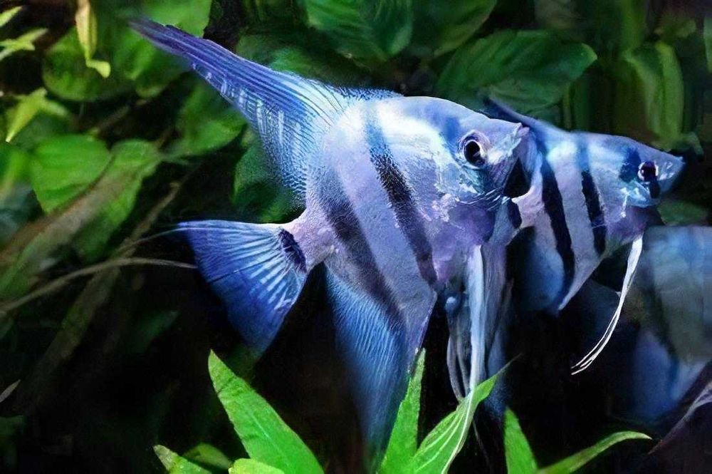 Pterophyllum scalare skalar niebieski