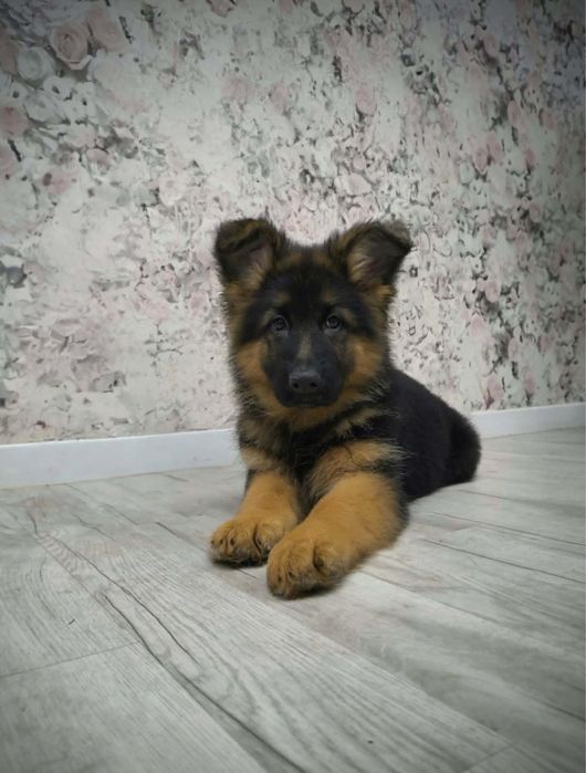 Owczarek Niemiecki piesek FCI ZKwP