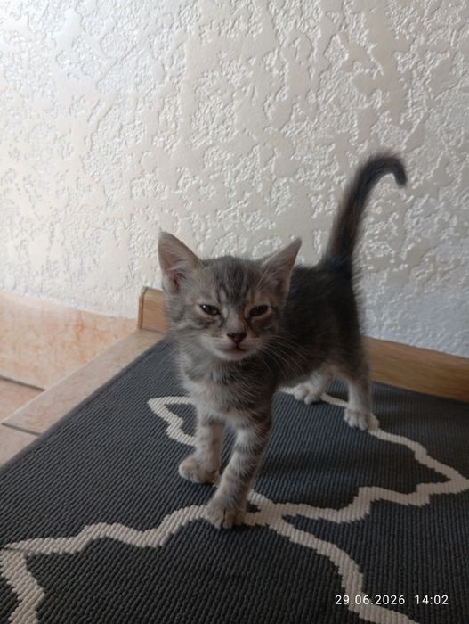 Кошенята у добрі руки.Дівчатка