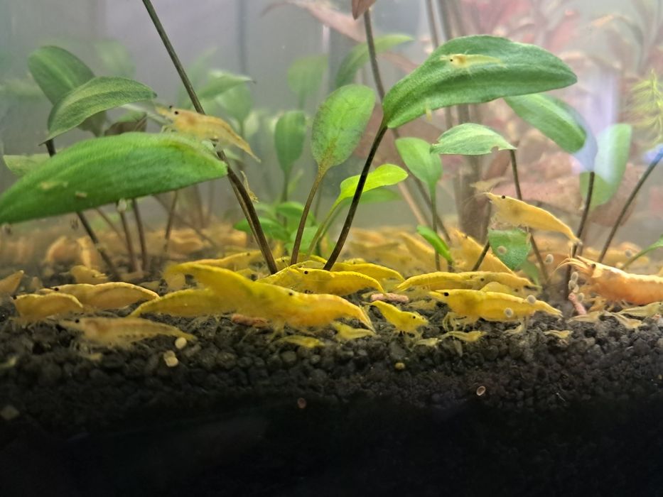 Krewetki neocaridina yellow neon