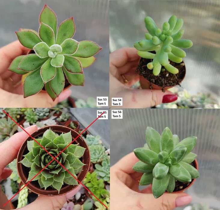 Suculentas Variadas: echeverias, cristatas, aeoniums, variegatas