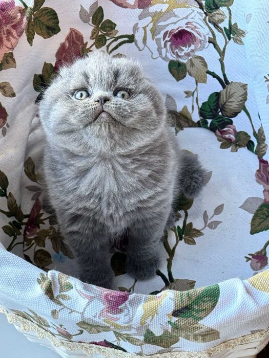 Шотландський висловухий хлопчик Вілліс