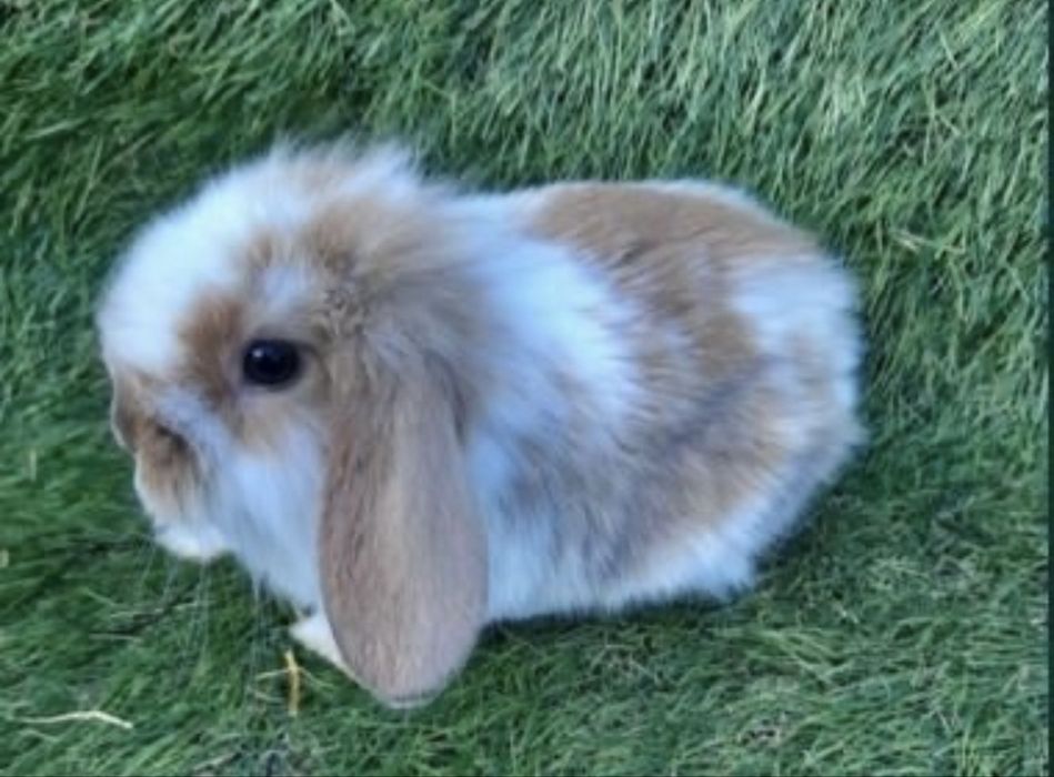 Coelhos mini lop belier