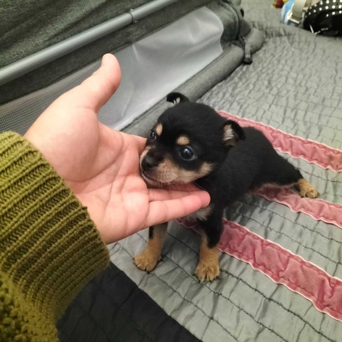 Pinscher mini fêmea