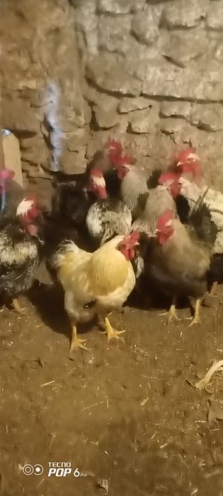 Продам молодых,домашних петухов на племя
