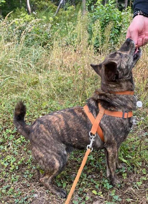 Mały piesek Cukierek szuka domu