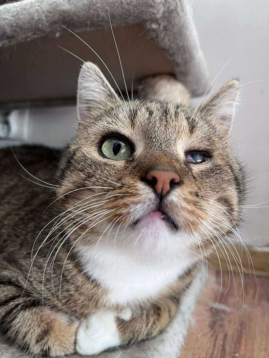 Takie koty się usypia :(