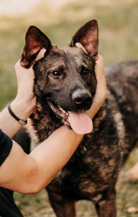 Aktywny, mądry i czujny Monte poleca się do adopcji!!!