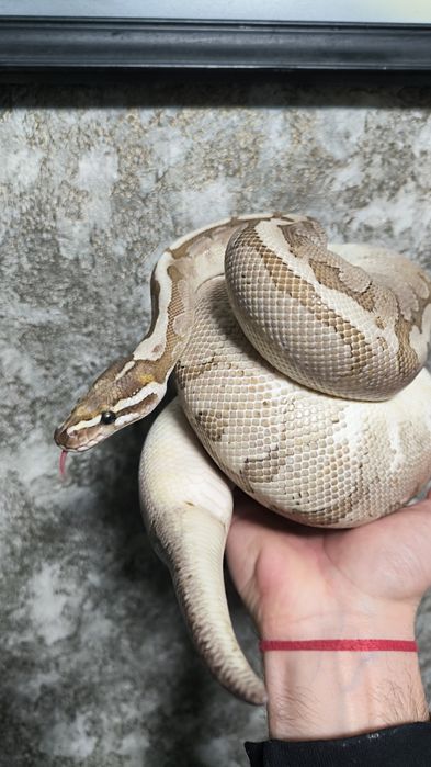 Аренда змей для фотосессии